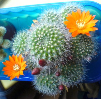 Cactus in Flower