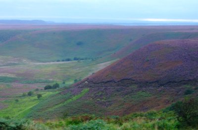Heather turns the moors to purple