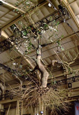 A whole tree!