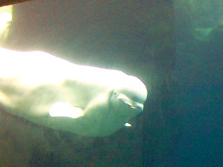 Baluga Whale