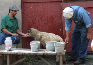 Washin' the Sheep