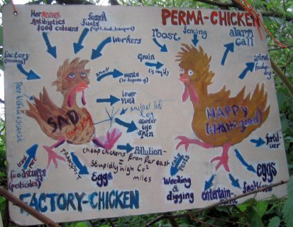 Which Chicken Do You Prefer?