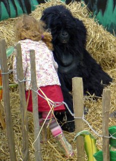 Meeting the Gorillas