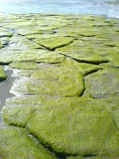 Green Pavement - Rossnowlagh Beach