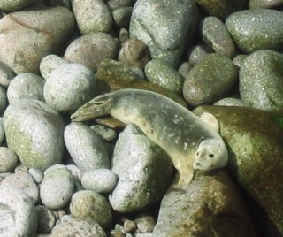 Seal on the rocks