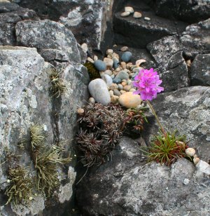 Lichen, Sea Pink(?) and other Shore plants