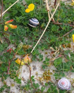 Snails and Flowers